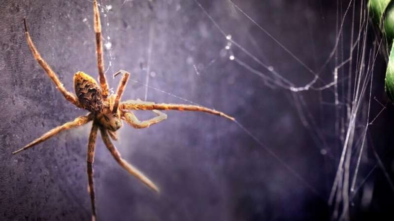 New study reveals a life aquatic for many spider species