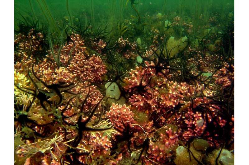 One of Earth's most biodiverse habitats lies off the Scottish coast – but climate change could wipe it out