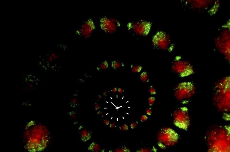 Pinpointing the cells that keep the body's master circadian clock ticking