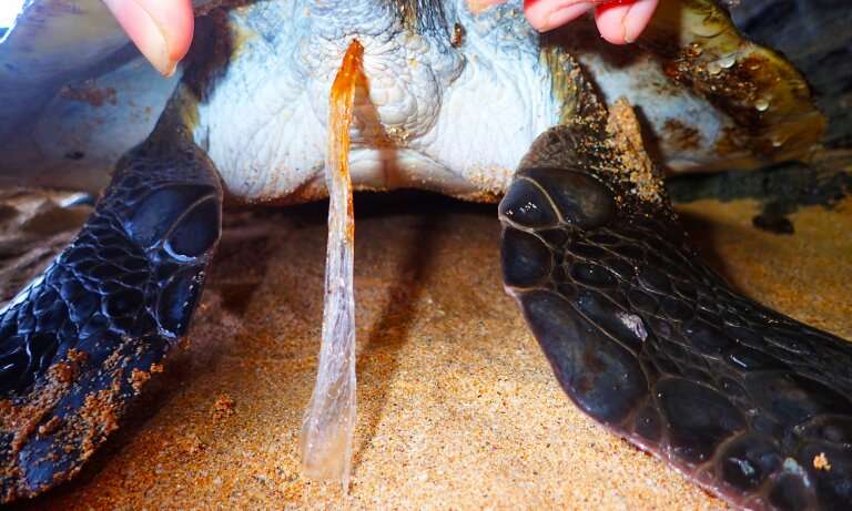 Plastic pollution poses new threat to a turtle paradise