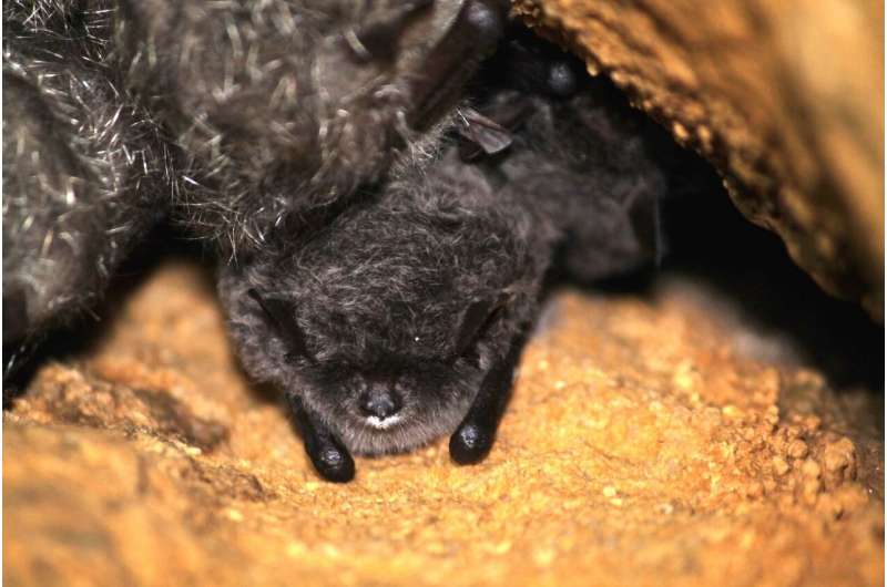 Predicting the impacts of white-nose syndrome in bats