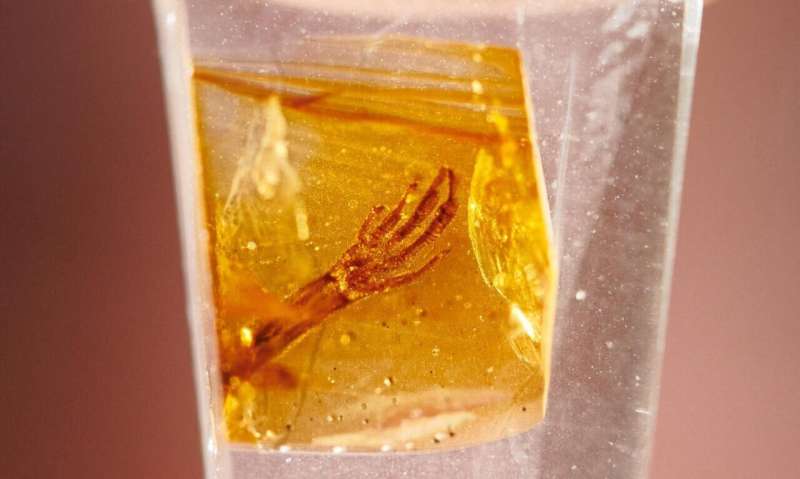 Rare lizard fossil preserved in amber