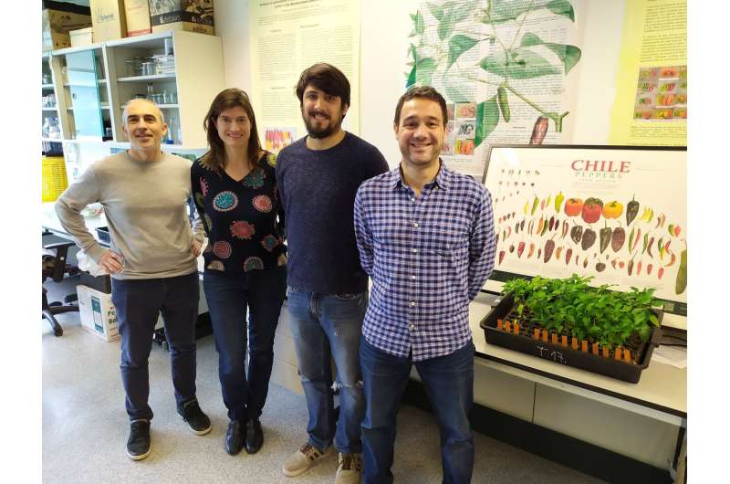 Researchers obtain the most complete genetic map of peppers