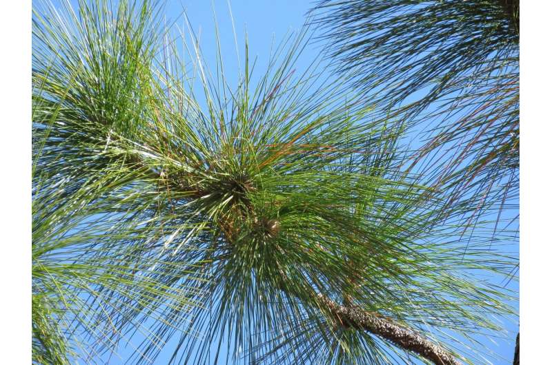 Restoring longleaf pines, keystone of once vast ecosystems