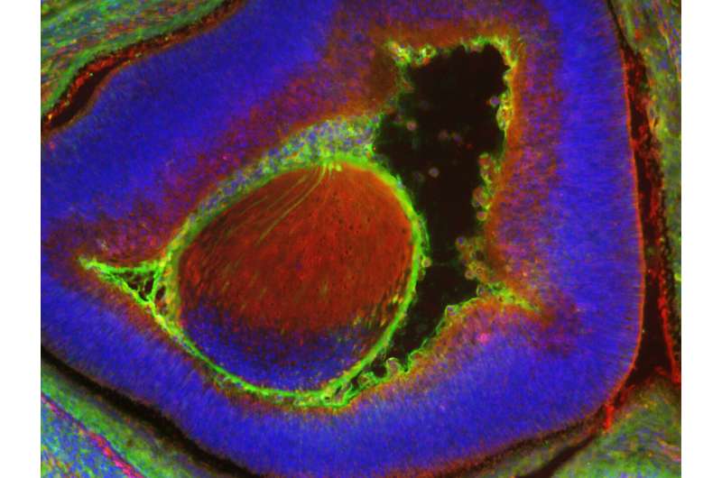 Scientists generate millions of mature human cells in a mouse embryo