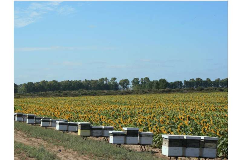دانشمندان «قطار بویایی»  زنبورهای عسل برای افزایش تولید دانه آفتابگردان