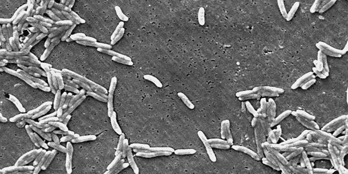 Significantly more Danes infected with campylobacter in 2019