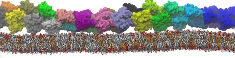 Simulations show fundamental interactions inside the cell
