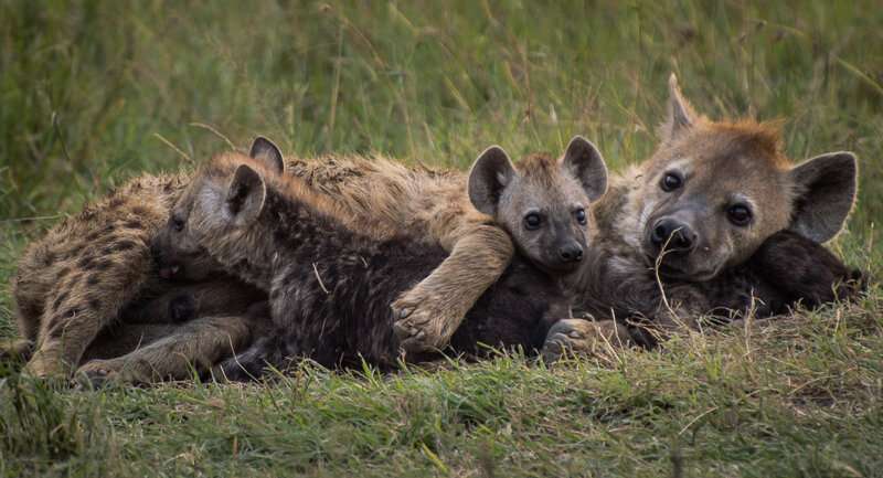 Squandering inherited rank may have life-and-death consequences for hyenas