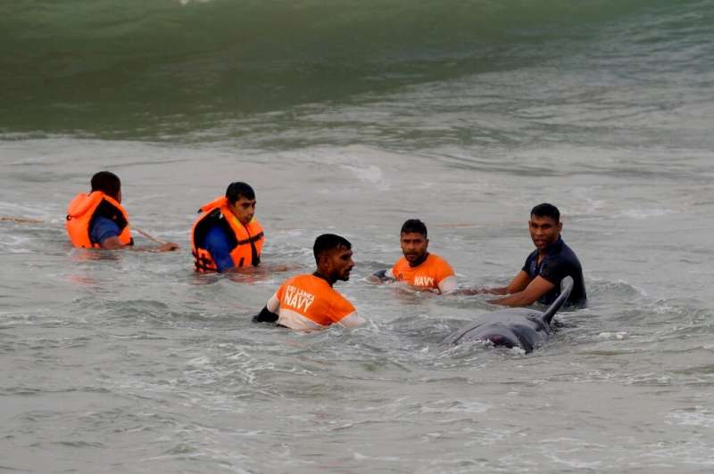 Sri Lankan Navy soldiers try to push a pilot whale back into the water
