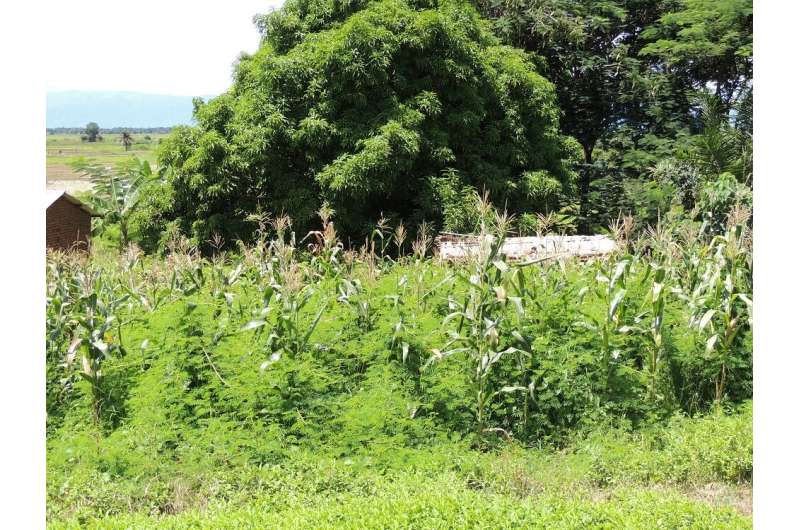 Study calls for urgent plan to manage invasive weed which threatens livelihoods in Africa