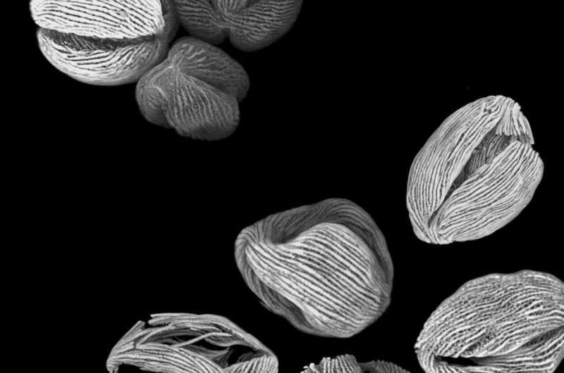 Super-resolution microscopy and machine learning shed new light on fossil pollen grains