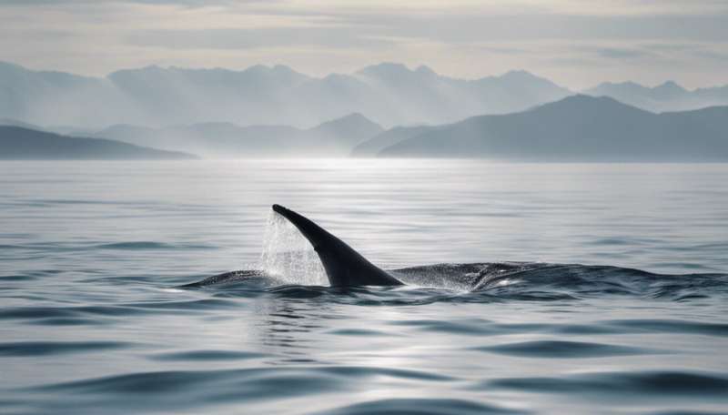Swimming with whales: you must know the risks and when it's best to keep your distance