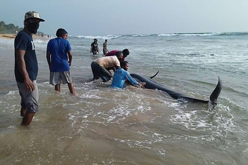The causes of mass strandings remain unknown