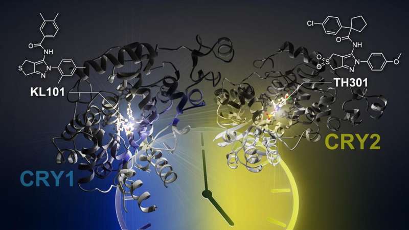 The discovery of new compounds for acting on the circadian clock