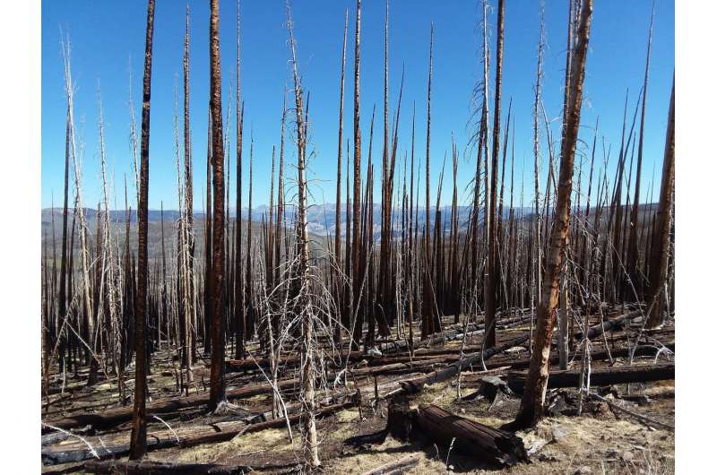 The effects of wildfires and spruce beetle outbreaks on forest temperatures