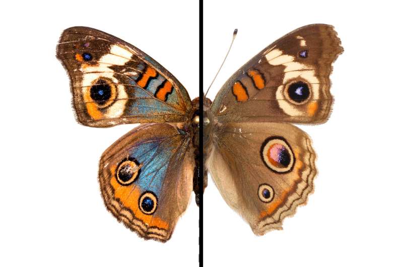 The evolution of color: Team shows how butterfly wings can shift in hue