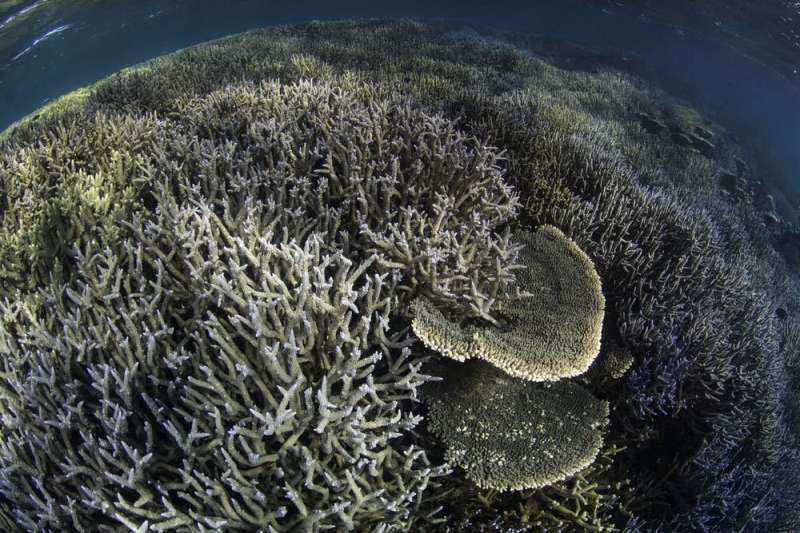 The first step to conserving the Great Barrier Reef is understanding what lives there