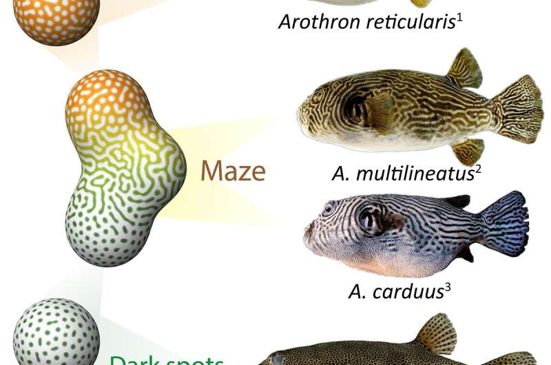 The making of mysterious mazes: how animals got their complex colorations