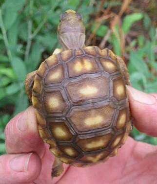 Tortoise relocation proves to be effective for conservation
