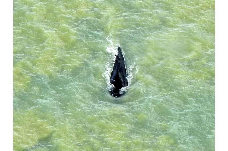 Whale swims free of Australian river as 270 are stranded