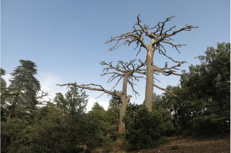 What happens to forested areas when trees die due to drought, after the drought is over?