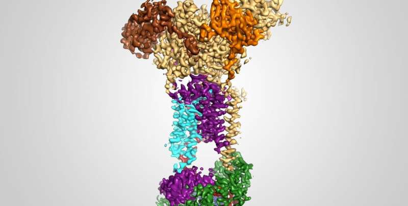 Understanding the atomic details of the endoplasmic reticulum membrane protein complex