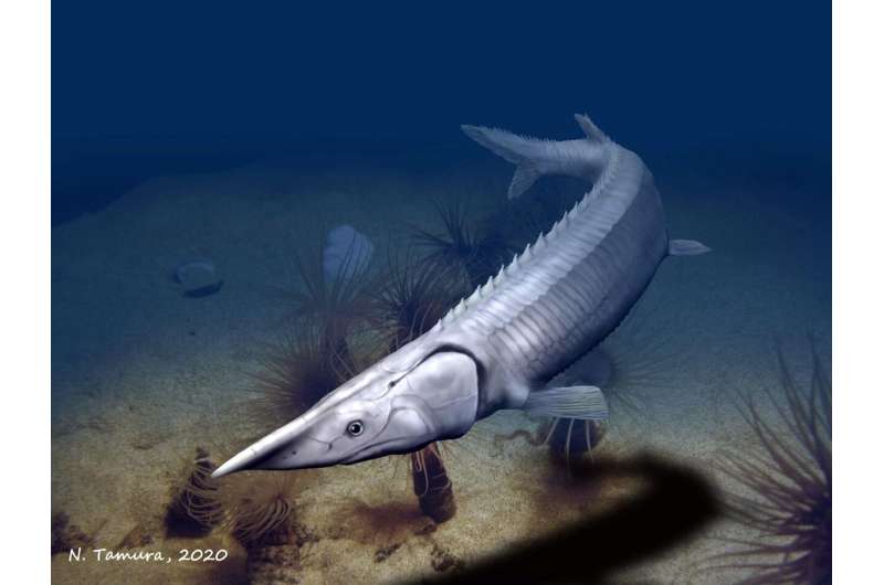 300-million-year-old fish resembles a sturgeon but took a different evolutionary path