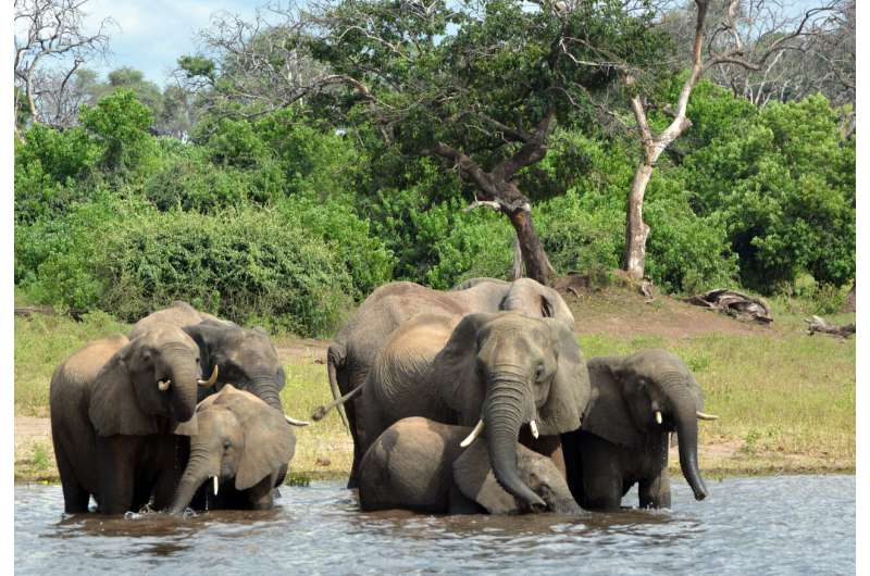 330 elephants in Botswana may have died from toxic algae