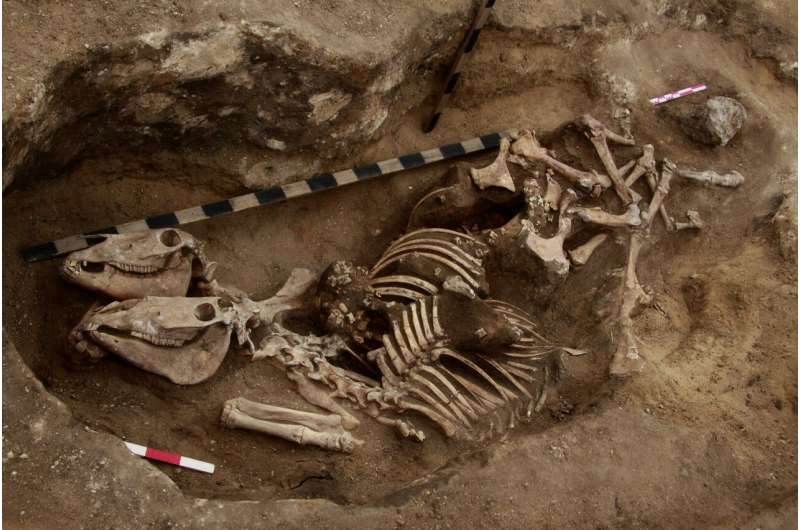 Russian scientists have discovered the most ancient evidence of horsemanship in the bronze age