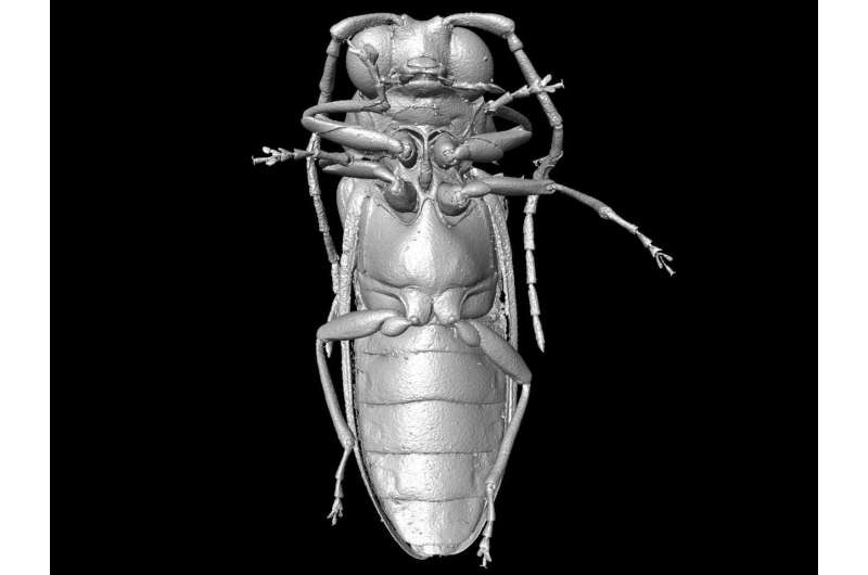 Scientists reconstruct beetles from the Cretaceous