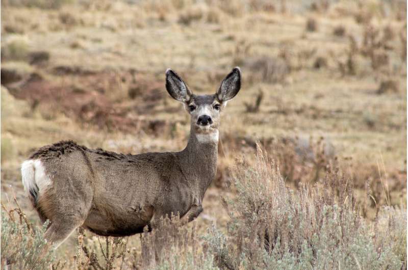 Study reveals impacts of climate change on migrating mule deer
