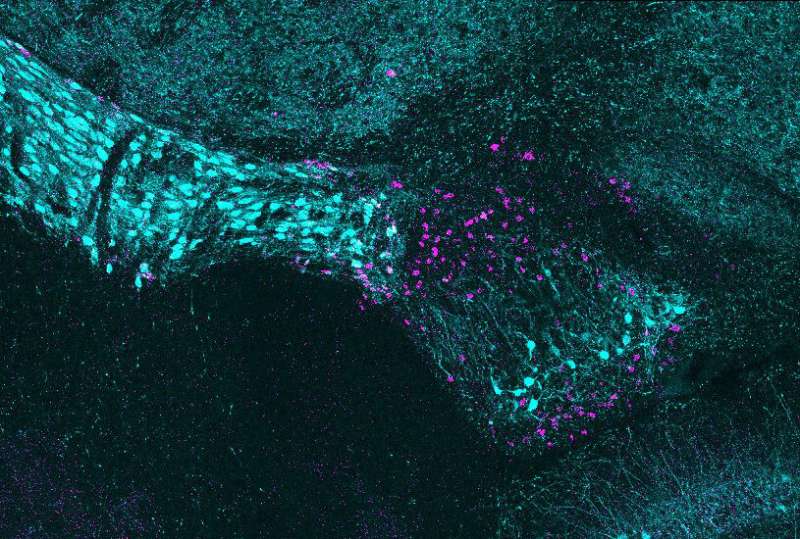 Scientists discover cellular structure of poorly understood visual brain region