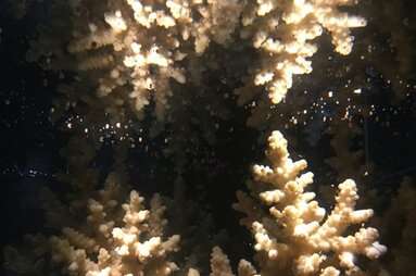 Understanding sea larvae is key to managing marine systems