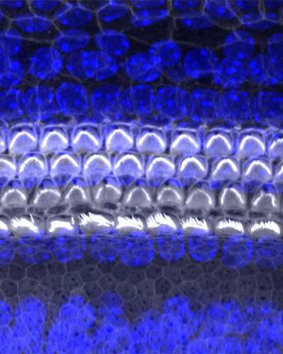 Researchers identify role of protein in development of new hearing hair cells