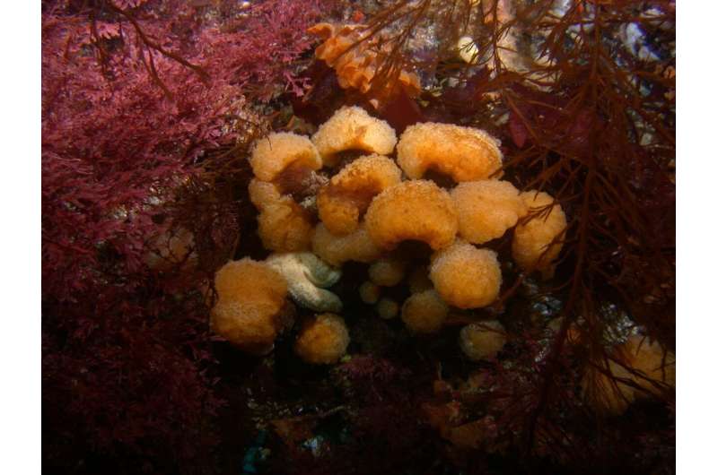 Study reveals key finding about microbiome of anticancer compound-producing marine invertebrate