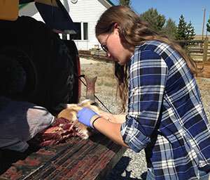 Researchers find Wyoming pronghorn exhibit little genetic variation despite landscape obstacles