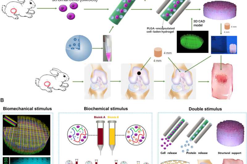 3-D bioprinting constructs for cartilage regeneration