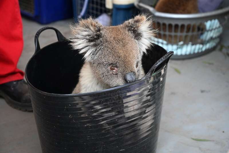 An injured koala waits to be treated on Kangaroo Island
