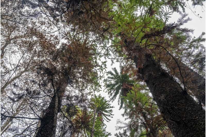 Australia firefighters save world's only rare dinosaur trees