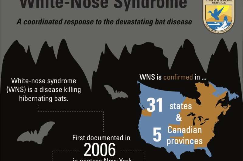 Australia’s threatened bats need protection from a silent killer: white-nose syndrome