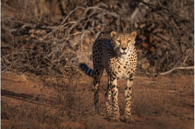 Avoiding cheetah hangouts helps ranchers protect calves