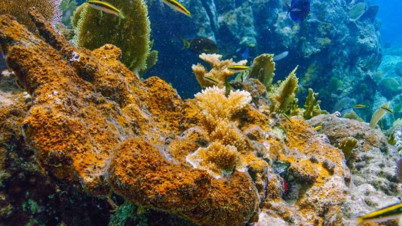 Caribbean coral reefs under siege from aggressive algae