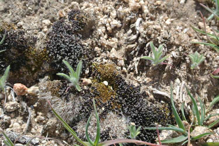 Desert mosses use quartz rocks as sun shades