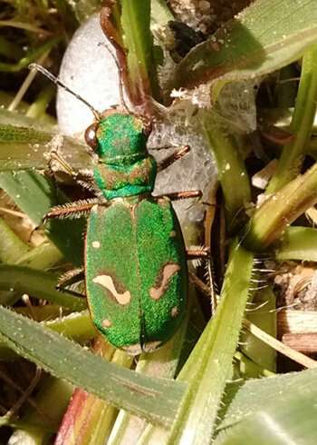 Emerald predators: Ohlone tiger beetles reclaim territory with the help of local scientists