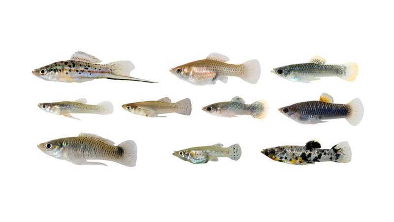 Evolutionary biologists find several fish adapt in the same way to toxic water