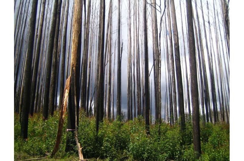 Fires set stage for irreversible forest losses in Australia