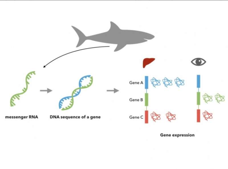 Genomic analysis of mako shark reveals genes relating to tumor suppression in humans