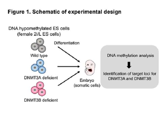 Identification of distinct loci for de novo DNA methylation by DNMT3A and DNMT3B during mammalian development