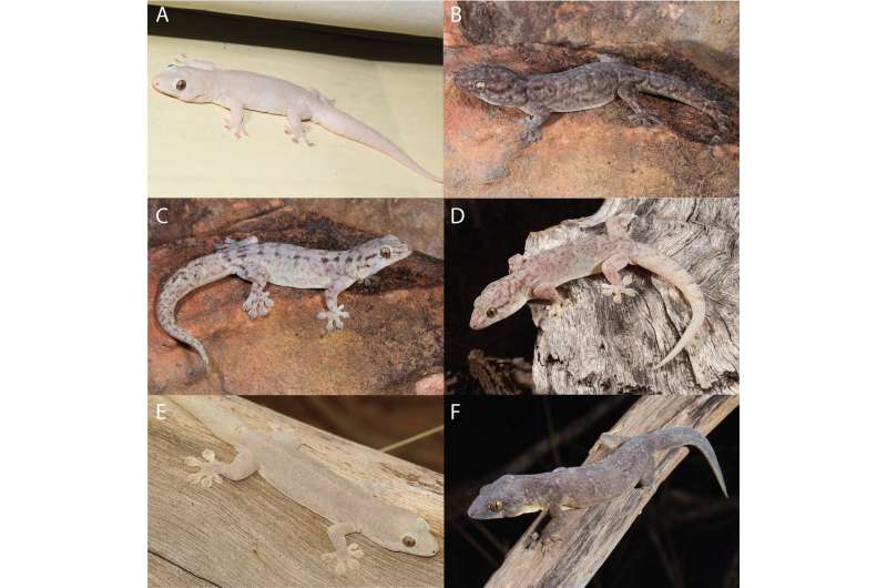 New species of gecko has been hiding in plain sight